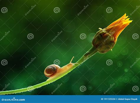 Snail On Flower Stock Photo Image Of Matting Snail 191125534