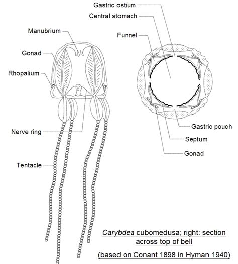 Box Jellyfish Anatomy