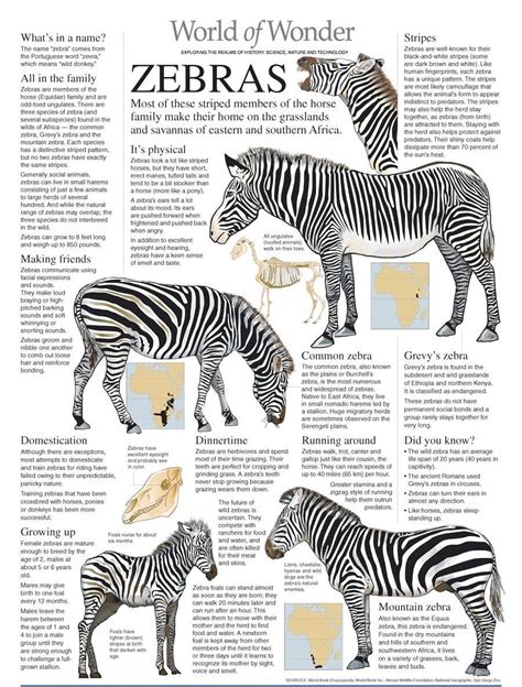 Zebras Fascinating Facts And Information