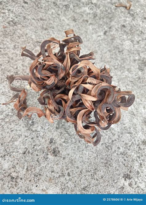 Dead Plant?  Gardening Tips & Tricks