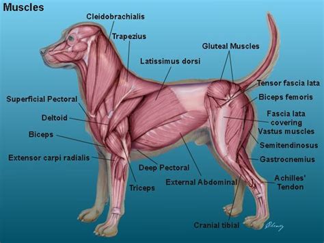 Dog Muscular System Diagram Dog Anatomy Vet