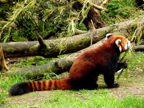 Filered Panda Eating Bamboo
