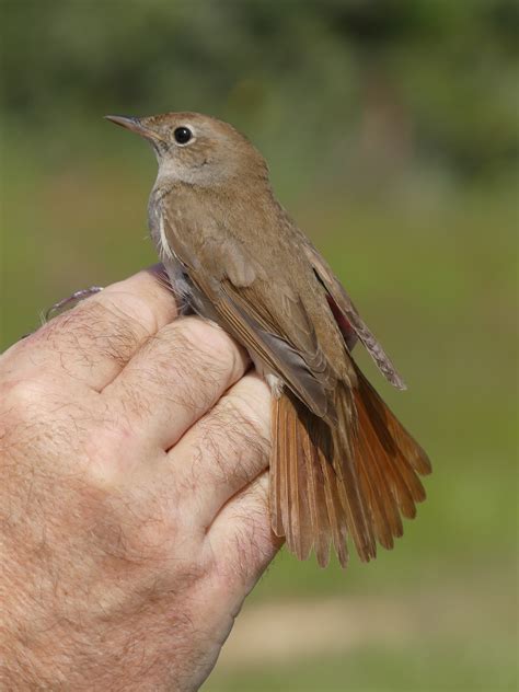 Lamsdell Bird Ringing And Wildlife Blog Avdimou And Local Birding