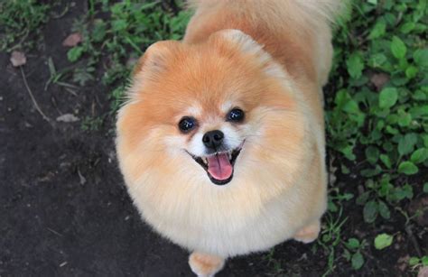 6 Cool Facts About Pomeranians