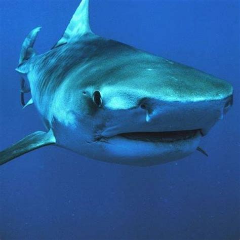 Shark Week Schedule Features Movie Starring Josh Duhamel Silive Com