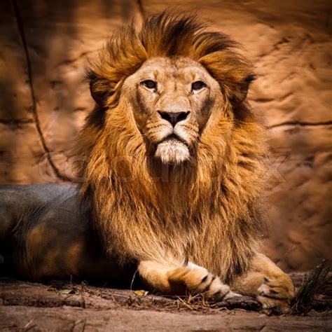 Download 43 lion hair free vectors. Picture of a lion looking at the ... | Stock image | Colourbox
