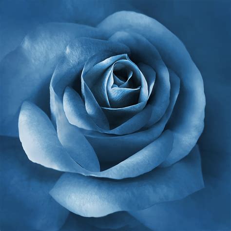 Midnight Blue Rose Flower Photograph By Jennie Marie Schell Fine Art