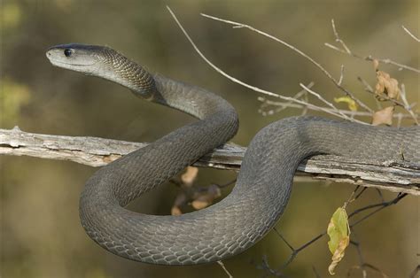 Venomous Black Mamba Snake