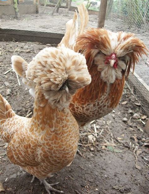 Two Buff Laced Polish Chicken Фотографии курицы Домашние птицы Домашние цыплята