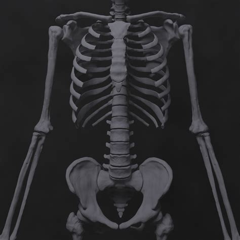 Artstation Skeleton All Bones