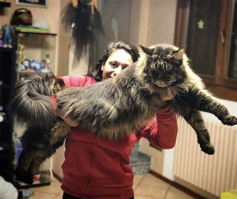 ¿cuál Es El Gato Más Grande Del Mundo Wow Mascota