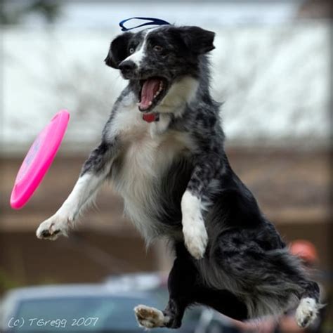 Funny Pics Of Flying Dogs Catching Frisbees Freeyork