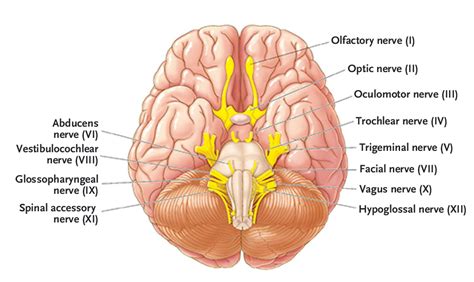 Clinical Examination Of The Cranial Nerves Nejm
