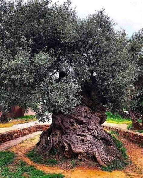 The Oldest Olive Tree In The World Is In Palestine And About 3500 Years