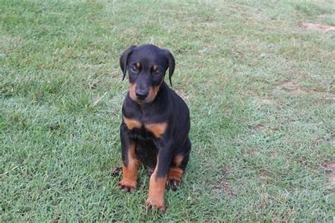 Akc Registered Doberman Pinscher Puppies For Sale In Atoka Oklahoma