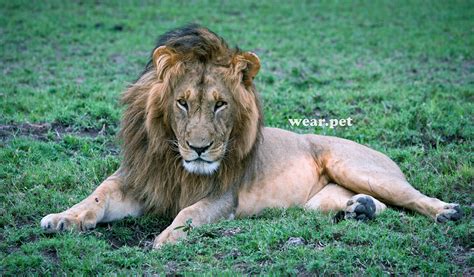 Check spelling or type a new query. Leão - Aslan - Lion. 🦁 in 2020 | Wild animals pictures ...