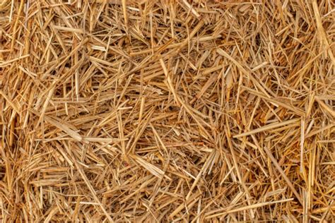 Hay Pile Stock Photos Pictures And Royalty Free Images Istock