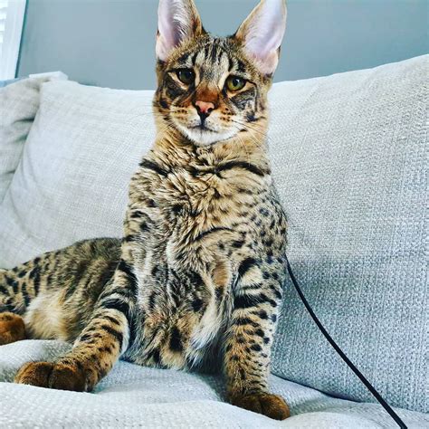 9 Fascinating Facts About Savannah Cats ⋆ Catastic