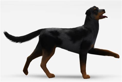 15 Pictures About Sims 4 Dog Breeds Cc Dogs Cats