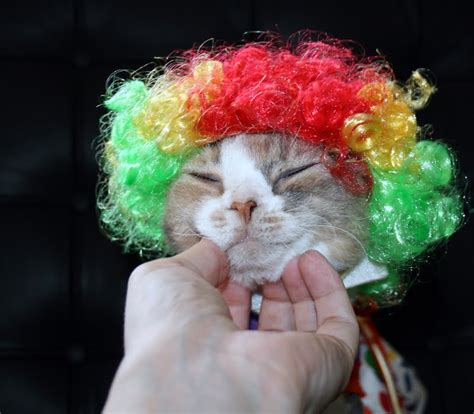 Daisy The Curly Cat Circus Cat Attire