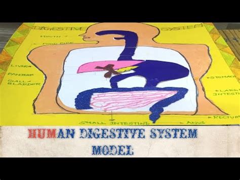 Human Digestive System Model How To Make Digestive System D Model Diy