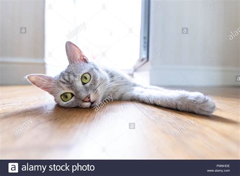 Funny Gray Cat At Home Stock Photo Alamy