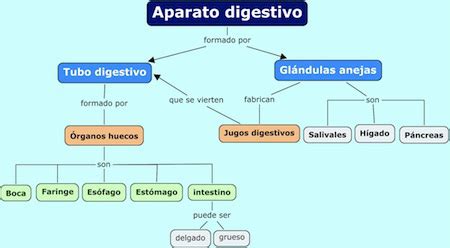 Cuadros Sinopticos Del Sistema Digestivo Cuadro Comparativo