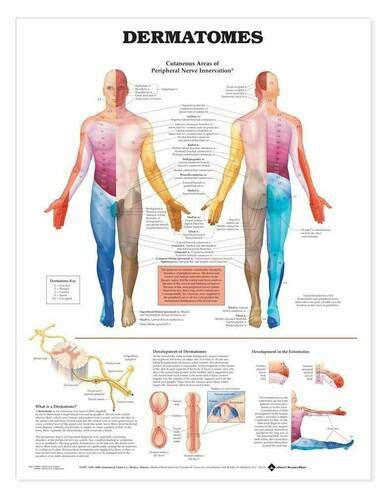 The Dermatomes Anatomical Chart Is A Useful Medical Education Aid On