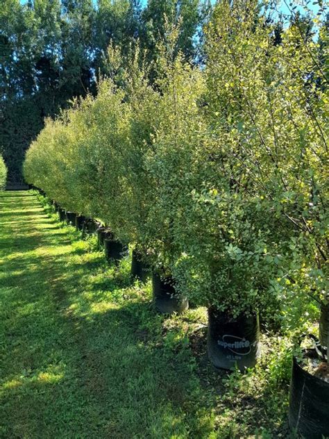 Pittosporum Silver Sheen