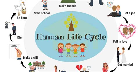 Stages Of Human Life Cycle Images And Photos Finder