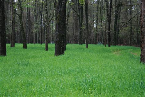 Landscaping For Wildlife With Food Plots Gardening In The Panhandle