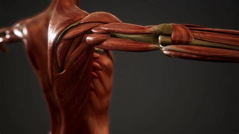 3d Anatomy Muscular System