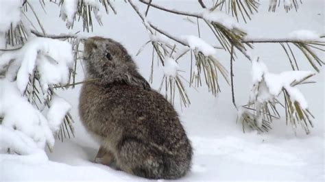 Rabbit In The Snow February 2013 Youtube
