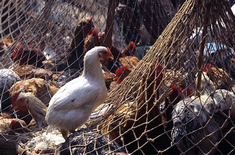 These viruses infect birds and — rarely — spread among humans. Pakistan: Bird flu may be rearing its ugly head again ...