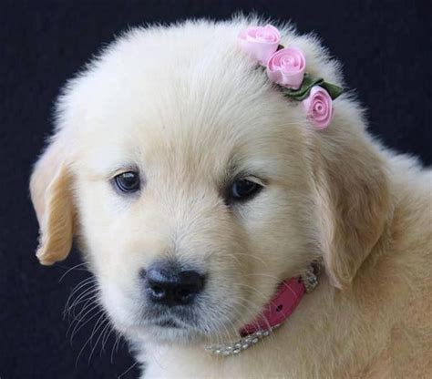 Golden Retriever Puppy Wearing A Bow In Her Hairso Adorable