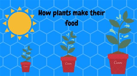 Plants provide food for animals. Photosynthesis for Kids - How plants make food - Animation ...