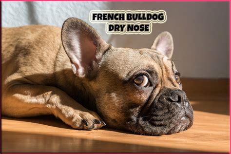 French Bulldog Dry Nose Common Causes And Prevention Tips