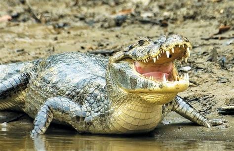 Zimbabwean Killed And Eaten By Big Crocodile While Crossing Limpopo