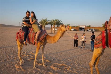 Standard Desert Safari Camel Ride Bbq Dinner Belly Dance Show Dubai Project Expedition