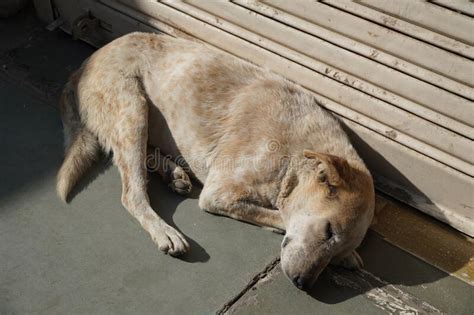 El Perro Durmiendo En Un Viejo Parque Abandonado Imagen De Archivo