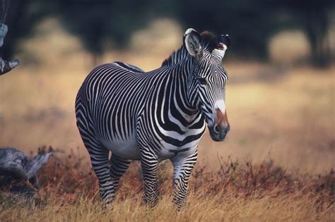 Beautiful Wallpapers Zebra Rare Pictures Collection