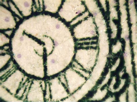 One Hundred Dollar Bill – Under Microscope