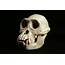 Hominid Skull Chimpanzee 004jpg  To View This And Ot… Flickr