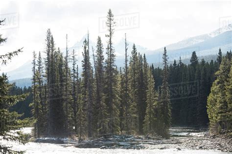 View Of Beautiful Pine Trees In The Forest Stock Photo Dissolve