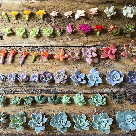 Amazingsucculents Some Rainbow Succulents To Brighten Your Day 🌈 Its
