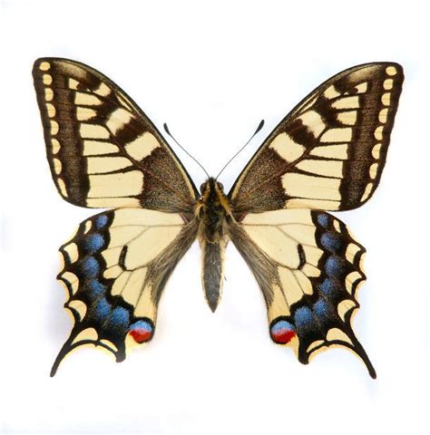 Papilio Machaon Old World Swallowtail DMW Nu