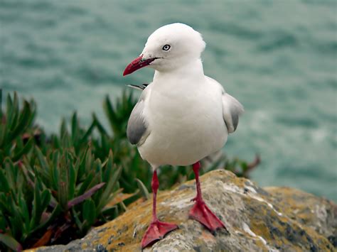 Free Images Bird Seabird Wildlife Beak Fauna Gulls Publicdomain
