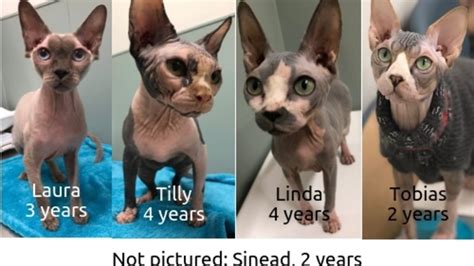 Sphynx Cat Adoption Near Me Petfinder