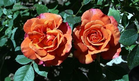 Plantfiles Pictures Miniature Rose Denvers Dream Rosa By Califsue