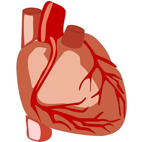 Human Heart Vector File Image Free Stock Photo Public Domain Photo